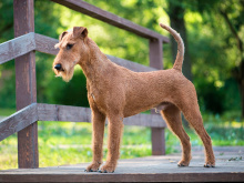 Irish Terrier