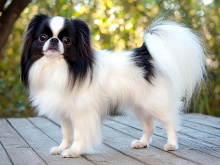 Japanese Chin