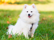Japanese Spitz