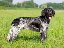 Large Munsterlander