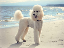Large Poodle