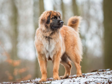 Leonberger