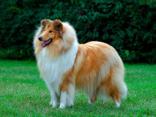 Long Haired Collie
