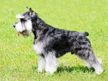 Mittelschnauzer