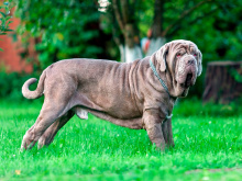 Neapolitan Mastiff