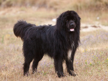 Newfoundland