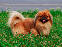 Pekingese