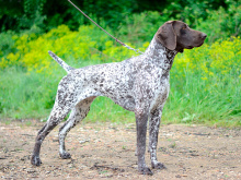 Pointer