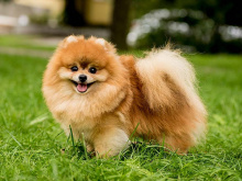 Pomeranian Spitz