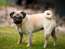Pug