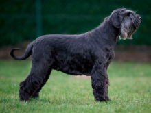 Riesenschnauzer