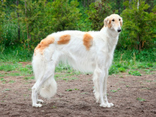 Russian Hound