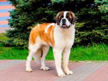 Saint Bernard