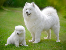 Samoyed