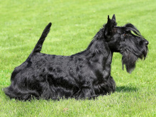 Scotch Terrier