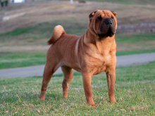 Shar Pei