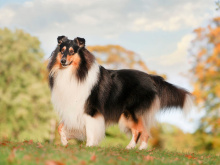 Shetland Sheepdog