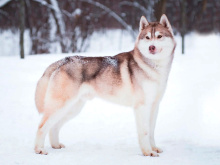 Siberian Husky