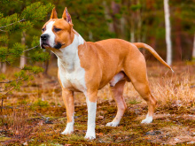 Staffordshire Bull Terrier