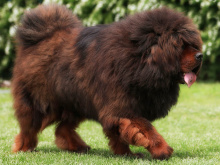 Tibetan Mastiff