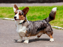 Welsh Сorgi Сardigan