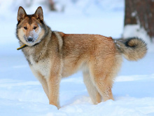 West Siberian Husky