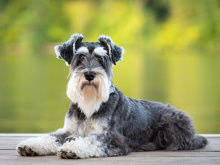Zwerschnauzer